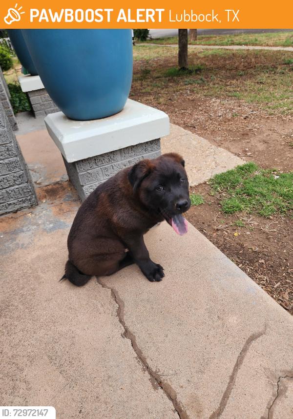 Found/Stray Male Dog last seen Ave u, Lubbock, TX 79411