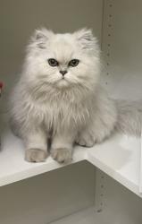 Lost Male Cat last seen Scott Avenue , Winchester, CA 92596