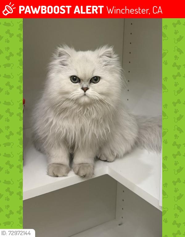 Lost Male Cat last seen Scott Avenue , Winchester, CA 92596