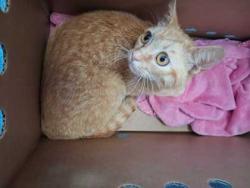 Shelter Stray Male Cat last seen Sevier County, TN , Sevierville, TN 37862