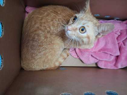 Shelter Stray Male Cat last seen Sevier County, TN , Sevierville, TN 37862