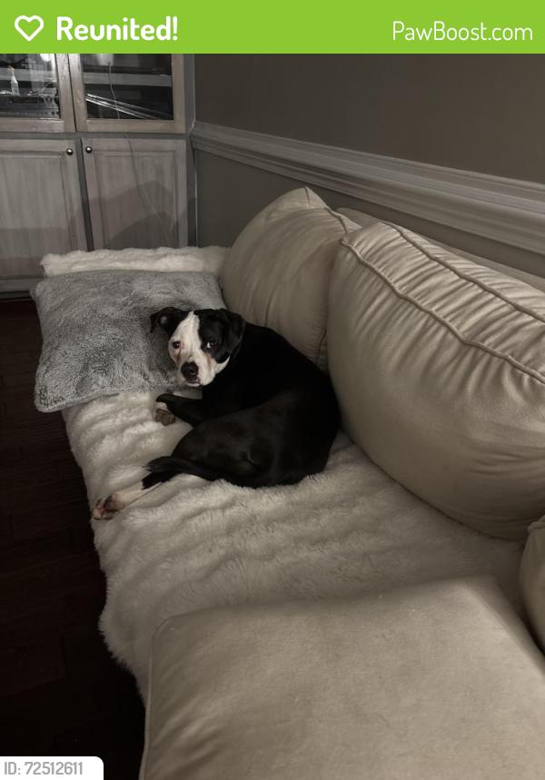Reunited Female Dog last seen Rhame road, Richland County, SC 29229