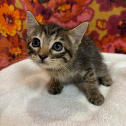Shelter Stray Female Cat last seen Old Hwy 6/Lometa Ln, Brazos County, TX, 5359 Leonard Rd, Bryan, TX 77807, USA