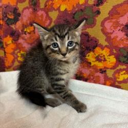 Shelter Stray Male Cat last seen Old Hwy 6/Lometa Ln, Brazos County, TX, 5359 Leonard Rd, Bryan, TX 77807, USA