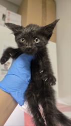 Shelter Stray Female Cat last seen Biola & McKinley, Kerman Zone Fresno CO 1A 93630, CA, Fresno, CA 93706