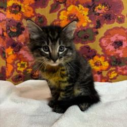 Shelter Stray Male Cat last seen Brazos County, TX 77830, Bryan, TX 77807