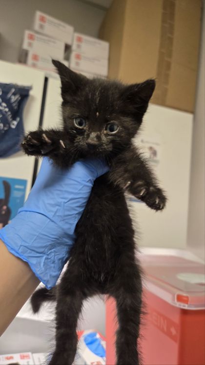 Shelter Stray Male Cat last seen Biola & McKinley, Kerman Zone Fresno CO 1A 93630, CA, Fresno, CA 93706