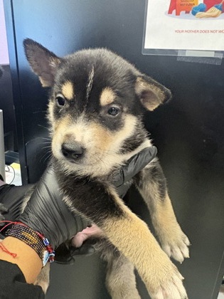 Shelter Stray Female Dog last seen El Paso, TX 79907, Fort Bliss, TX 79906
