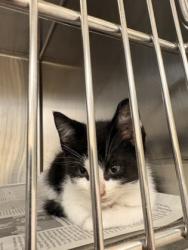 Shelter Stray Male Cat last seen DeSoto, TX 75115, Cedar Hill, TX 75104