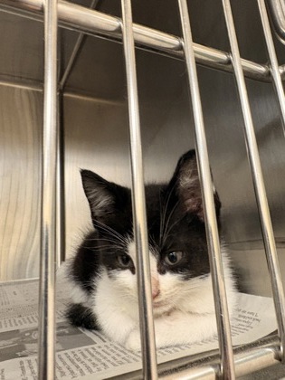 Shelter Stray Male Cat last seen DeSoto, TX 75115, Cedar Hill, TX 75104