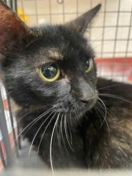 Shelter Stray Unknown Cat last seen DeSoto, TX 75115, Cedar Hill, TX 75104
