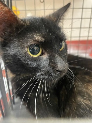 Shelter Stray Unknown Cat last seen DeSoto, TX 75115, Cedar Hill, TX 75104