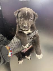 Shelter Stray Female Dog last seen El Paso, TX 79907, Fort Bliss, TX 79906