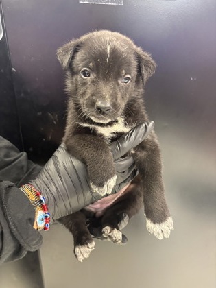 Shelter Stray Female Dog last seen El Paso, TX 79907, Fort Bliss, TX 79906