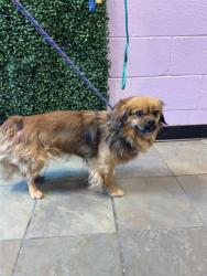 Shelter Stray Male Dog last seen Near DYER ST, EL PASO, TX, 79924, CITY of El Paso, NM, Fort Bliss, TX 79906