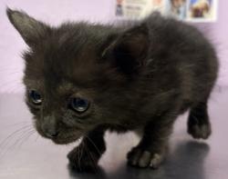 Shelter Stray Unknown Cat last seen Near El Arco Dr, CITY of El Paso, TX, 5001 Fred Wilson Ave, El Paso, TX 79906, USA