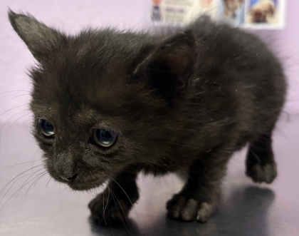Shelter Stray Unknown Cat last seen Near El Arco Dr, CITY of El Paso, TX, 5001 Fred Wilson Ave, El Paso, TX 79906, USA