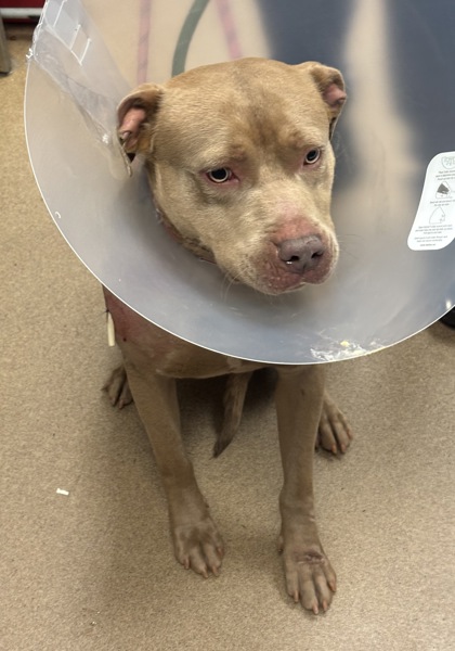 Shelter Stray Male Dog last seen Near Philips Road Lithonia, 30058,, 30058, GA, Atlanta, GA 30341