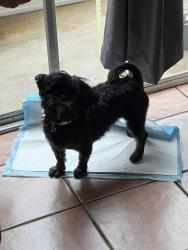 Lost Female Dog last seen Ontario Ranch st, Eastvale, CA 91752