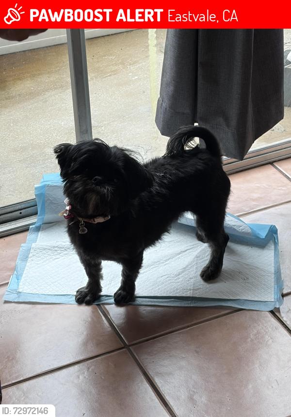 Lost Female Dog last seen Ontario Ranch st, Eastvale, CA 91752