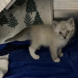 Shelter Stray Male Cat last seen Near Blk Gotzion Rd, Deerfield, Town of, , 5132 Voges Rd, Madison, WI 53718, USA