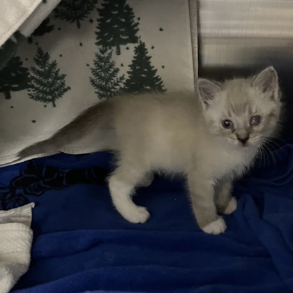 Shelter Stray Male Cat last seen Near Blk Gotzion Rd, Deerfield, Town of, , 5132 Voges Rd, Madison, WI 53718, USA