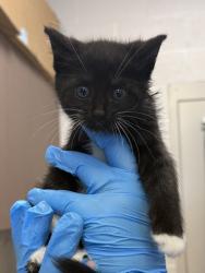 Shelter Stray Female Cat last seen Fishers, IN 46038, Fishers, IN 46038