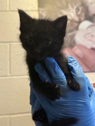Shelter Stray Female Cat last seen Fishers, IN 46038, Fishers, IN 46038