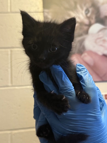 Shelter Stray Female Cat last seen Fishers, IN 46038, Fishers, IN 46038