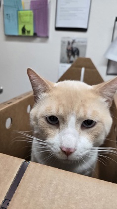Shelter Stray Male Cat last seen Rancho Cordova, CA 95670, Sacramento, CA 95828
