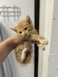 Shelter Stray Female Cat last seen Fort Worth, TX 76140, Fort Worth, TX 76140