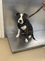 Shelter Stray Female Dog last seen , , TX, 355 Hillshire Dr, Haslet, TX 76052, USA