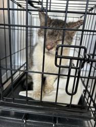 Shelter Stray Male Cat last seen ,  , Fort Worth, TX 76119