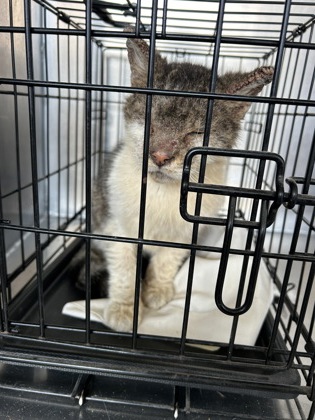 Shelter Stray Male Cat last seen ,  , Fort Worth, TX 76119