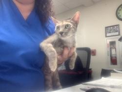 Shelter Stray Female Cat last seen Dallas, TX 75227, Fort Worth, TX 76119