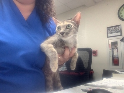 Shelter Stray Female Cat last seen Dallas, TX 75227, Fort Worth, TX 76119
