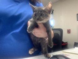 Shelter Stray Female Cat last seen Dallas, TX 75227, Fort Worth, TX 76119