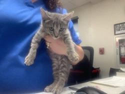 Shelter Stray Female Cat last seen Dallas, TX 75227, Fort Worth, TX 76119