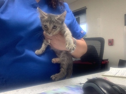 Shelter Stray Female Cat last seen Dallas, TX 75227, Fort Worth, TX 76119