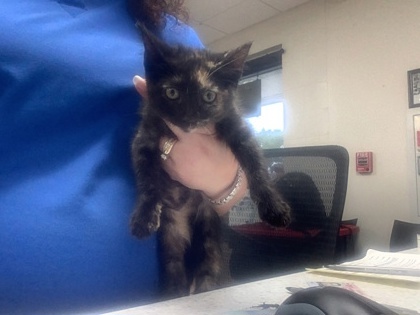 Shelter Stray Female Cat last seen Dallas, TX 75227, Fort Worth, TX 76119