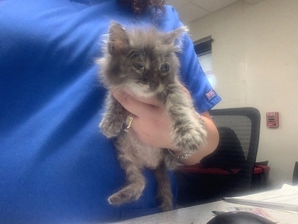 Shelter Stray Female Cat last seen Dallas, TX 75227, Fort Worth, TX 76119