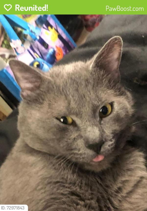 Reunited Male Cat last seen Near Willoughby st. 06010, Brooklyn, NY 11201