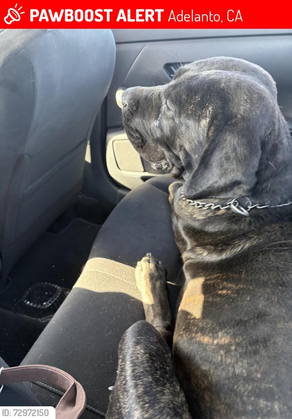 Lost Male Dog last seen Seneca, Adelanto, CA 92301