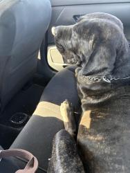 Lost Male Dog last seen Seneca, Adelanto, CA 92301