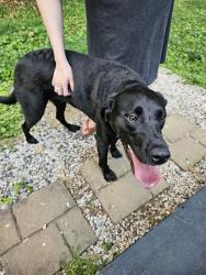 Reunited Female Dog last seen Ten mile creek green way, Knoxville, TN 37923