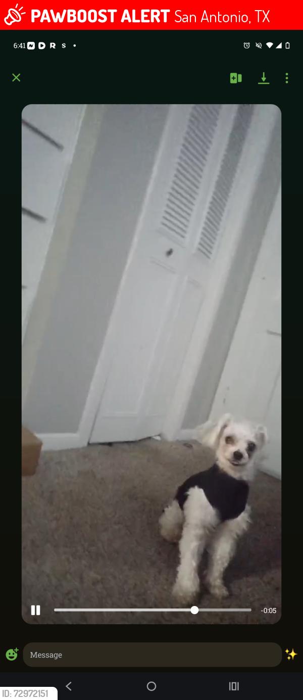 Lost Male Dog last seen Lawndale and broadway at Tara apmts , San Antonio, TX 78209