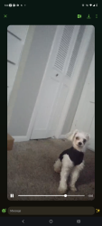 Lost Male Dog last seen Lawndale and broadway at Tara apmts , San Antonio, TX 78209