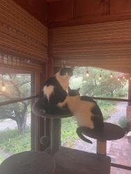 Lost Male Cat last seen Camino Vista Way & Soelro Court, San Jose, CA 95127