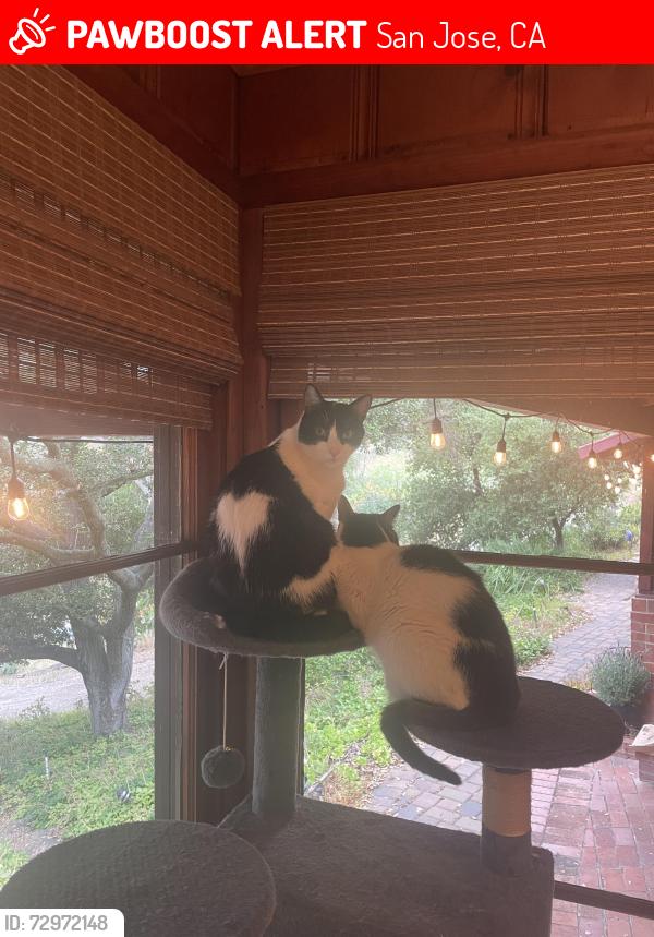 Lost Male Cat last seen Camino Vista Way & Soelro Court, San Jose, CA 95127