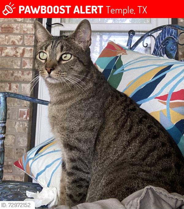 Lost Male Cat last seen Whispering Oaks. Woodbridge Creek clbh , Temple, TX 76504